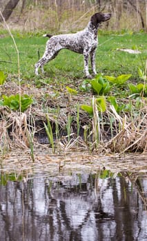 hunting dog - german shorthaired pointer standing by the water's edge