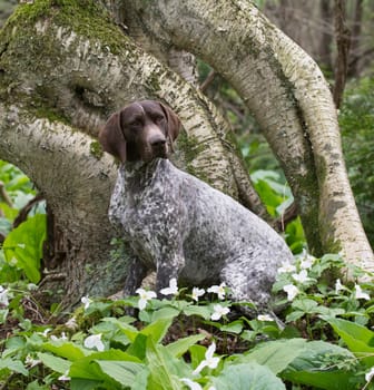 german shorthair pointer sitting in the woods