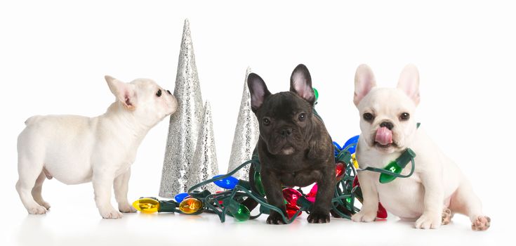 christmas puppies - three french bulldog puppies tangled up in colorful christmas lights on white background
