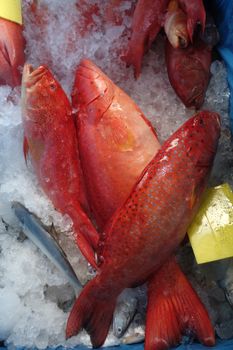 Star grouper fish on market for sell