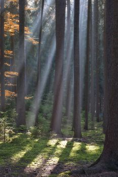 autumn forest scene with sunrays shining through branches