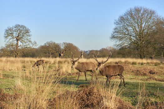 Two red deer walking in atumnal park in late afternoon light.