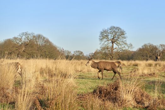 Red deer walking in atumnal park in late afternoon light.