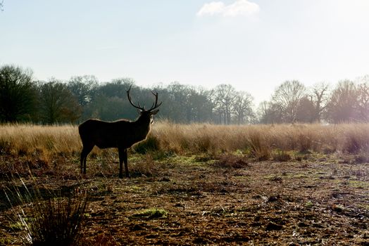 Sillhouette of red deer aginst light in atumnal park in late afternoon light.