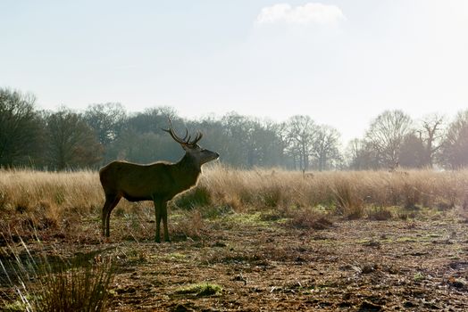 Semi-sillhouette of red deer aginst light in atumnal park in late afternoon light.