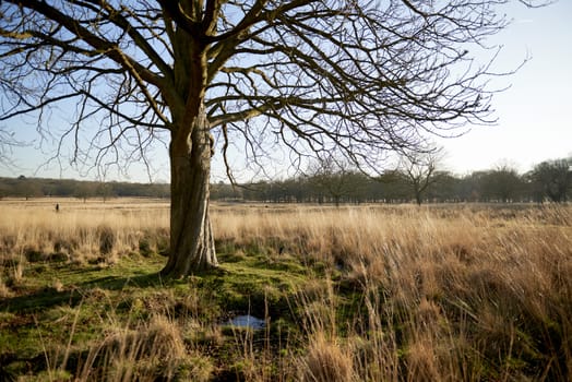 Single tree in warm late afternoon park in autumn