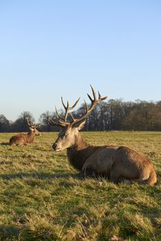 Two red deer lying in atumnal park in late afternoon light.