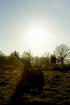 Sillhouette of red deer lying in atumnal park in late afternoon light, with two people walking past the background.