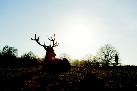 Sillhouette of red deer lying in atumnal park in late afternoon light, with two people walking past the background.