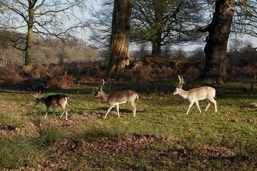 Fallow deer eating in autumnal park