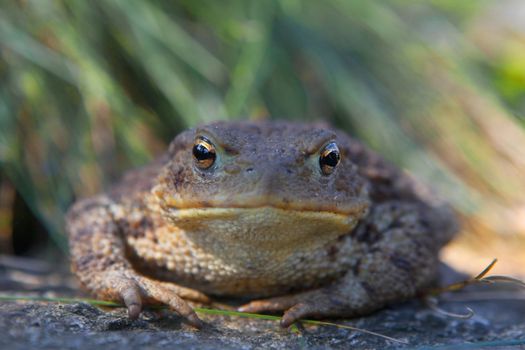 big brown toad sitting on a stone in grass