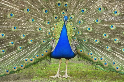 beautiful male peacock with its colorful tail feathers spread