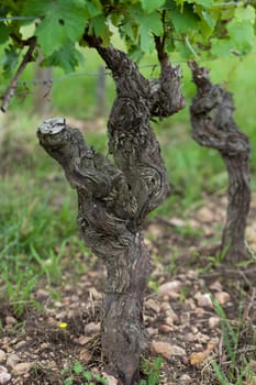 Old vines in the flowering season. Tuscany, Italy