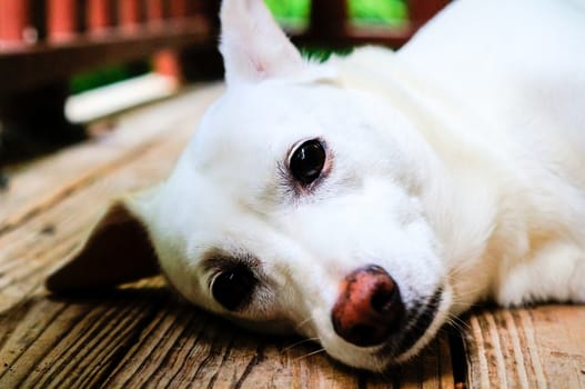 White lab mix dog laying on porch and looking at camera