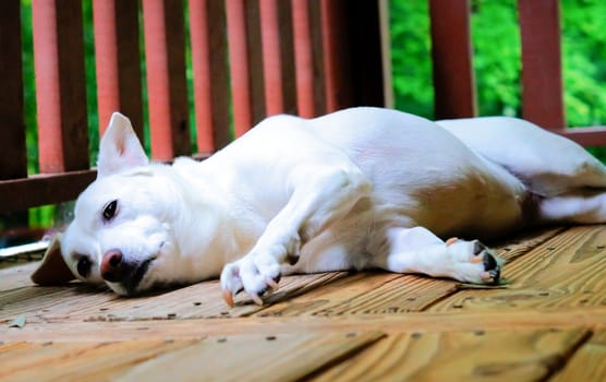 White lab mix dog laying on porch and looking at camera