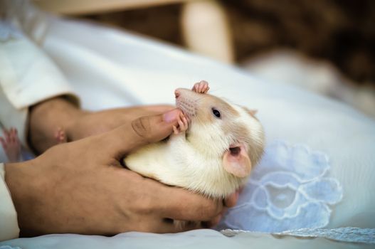 Close up shot of white dumbo rat being held in someone's hands