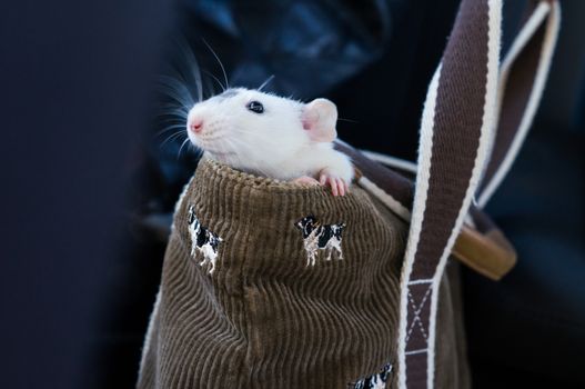 White dumbo rat inside purse