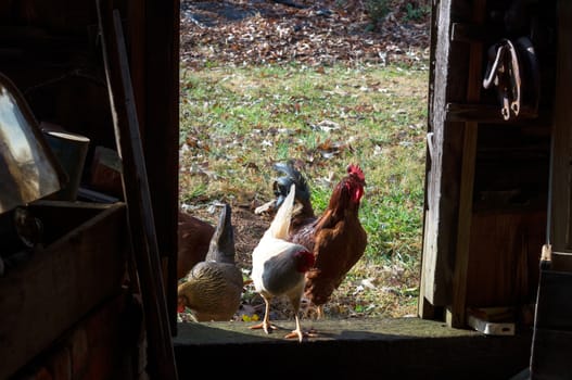 Roosters in the doorway of an old, abandoned tool shed