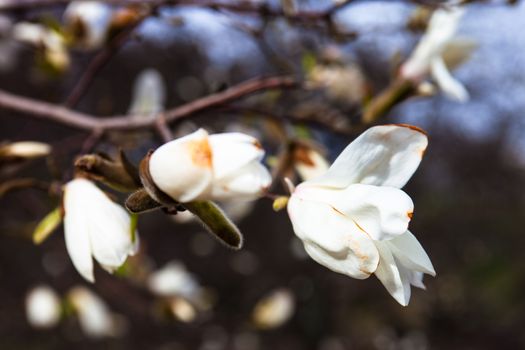 White flowers of the magnolia tree in early spring.