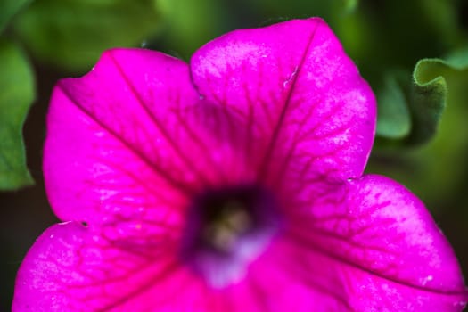 Closeup of the bright pink Petunia flower.