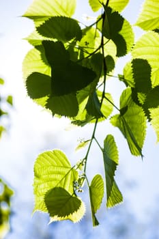 Bright green leaves and tiny flower buds of the lime tree in the sunshine.