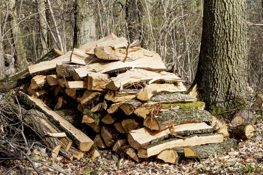 pile of forked firewood in forest ready for transport