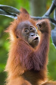 Orangutan in the jungle of Borneo, Malaysia