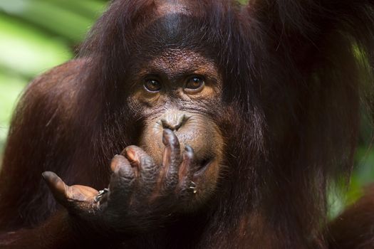 Orangutan in the jungle of Borneo, Malaysia