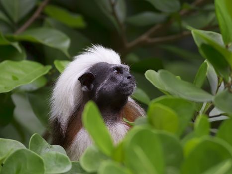 Cotton-top tamarin in the tropical forest of Colombia