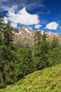 Pejo valley with Vioz and Cevedale mountains, Trentino, Italy