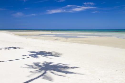 tropical beach with coconut palm trees. Koh Samui, Thailand