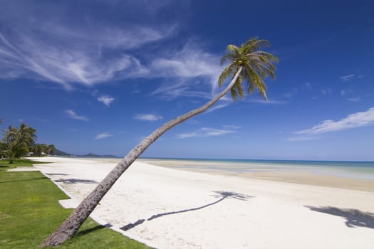 tropical beach with coconut palm trees. Koh Samui, Thailand