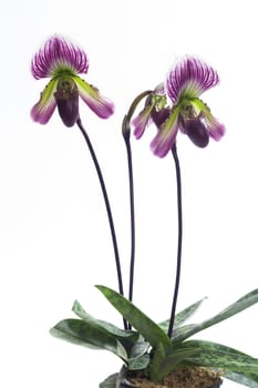 Paphiopedilum callosum is a species of orchid found from Vietnam to northwestern Peninsular Malaysia.