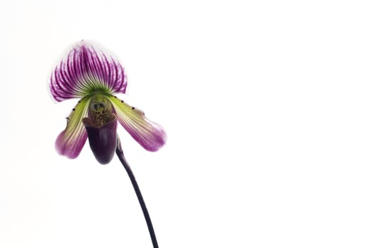 Paphiopedilum callosum is a species of orchid found from Vietnam to northwestern Peninsular Malaysia.