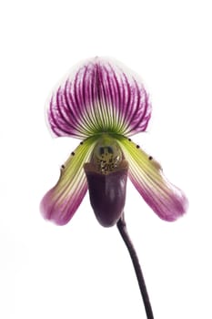 Paphiopedilum callosum is a species of orchid found from Vietnam to northwestern Peninsular Malaysia.