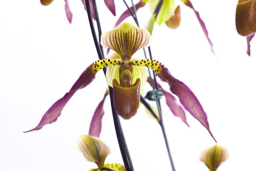  Paphiopedilum Berenice album Beautiful orchids that look strange.
