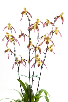  Paphiopedilum Berenice album Beautiful orchids that look strange.