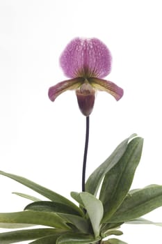 Paphiopedilum charlesworthii is a species of plant in the Orchidaceae family.