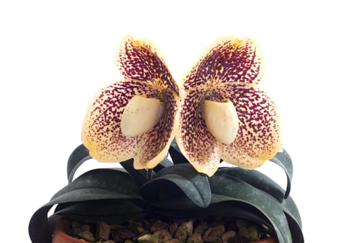 Paphiopedilum godefroyae is a species of orchid endemic to peninsular Thailand, Vietnam and Malaysia.