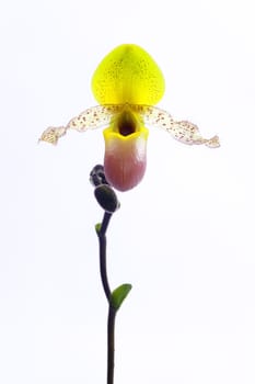 Paph. moquettianum '(species)' Orchid pure Breeding Center of the Earth.