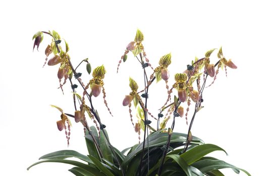 Paph Pinocchio x Philippinense 
Another shot of this hybrid. Really like the color contrasts and waxy texture of these flowers.