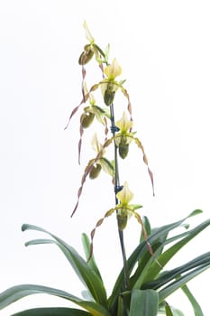 William Trelease 'Candor' AM/AOS (parishii x rothschildianum)