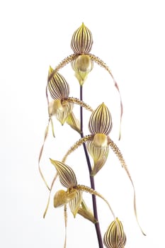 Paphiopedilum booth's sand lady orchids.
