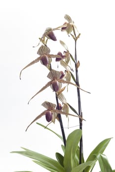 Paph. rothschildianum cultural requirements orchids.