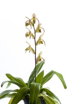 Paphiopedilum randsii Fowlie 1969,Common Name Rands' Paphiopedilum .