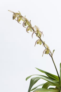 Paphiopedilum randsii Fowlie 1969,Common Name Rands' Paphiopedilum .