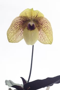 Paph. Ma Belle is an easy-to-grow primary hybrid. The picture is one of the first seedlilngs from this cross that bloomed. These are really nice and large strong plants.