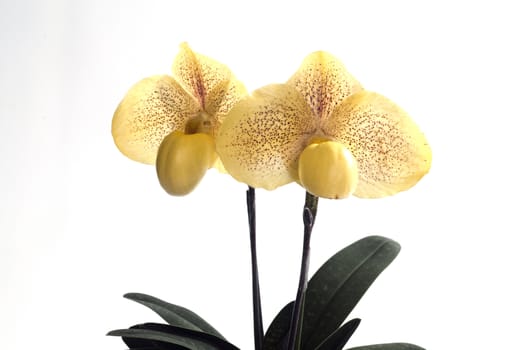 Paphiopedilum malipoense is a species of orchid commonly known as the Jade Slipper Orchid.