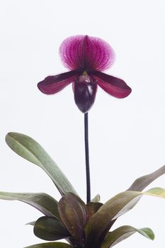 Lady Slipper Orchid Paphiopedilum Schaetzchen.