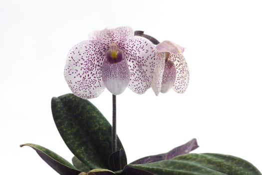 
Paph delanatii 'Pink Spring' x bellatulum alba 'Moonlight'